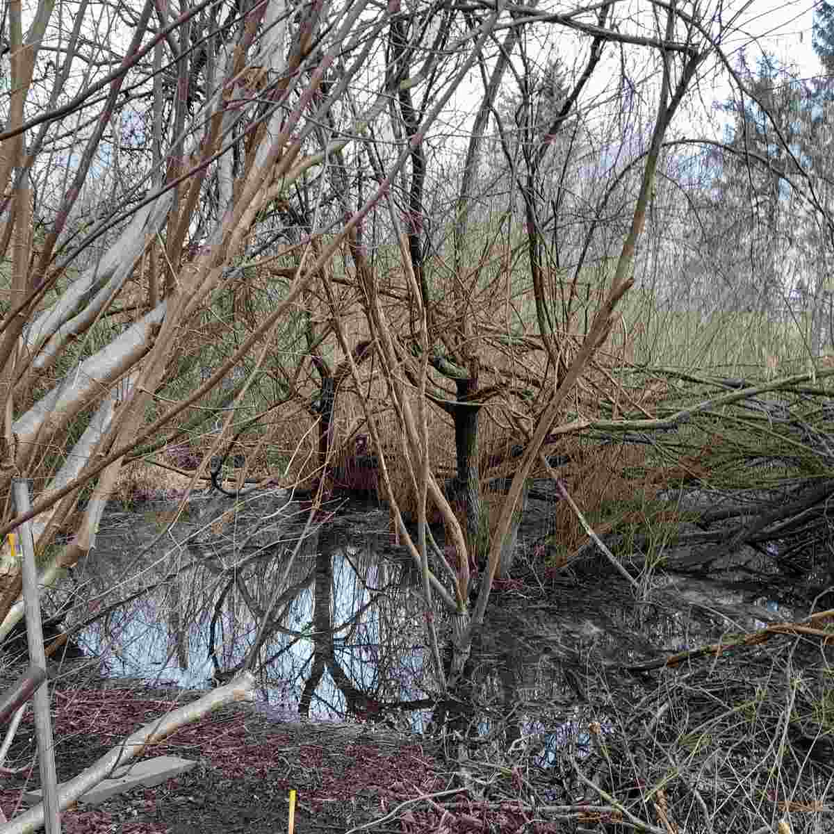 Verworrener Moorwald mit Wasser