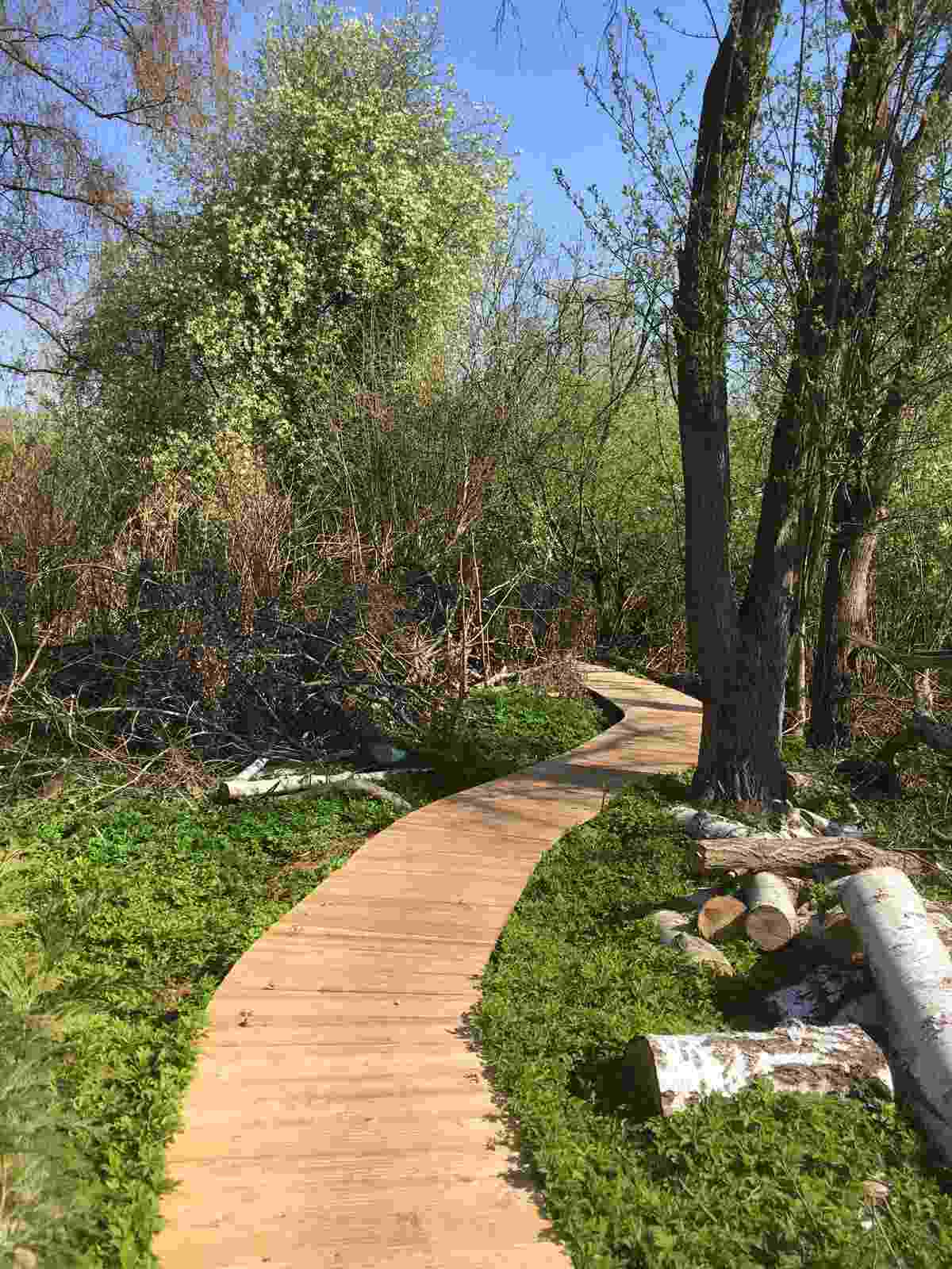 Wanderweg zwischen Bäumen und Sträuchern